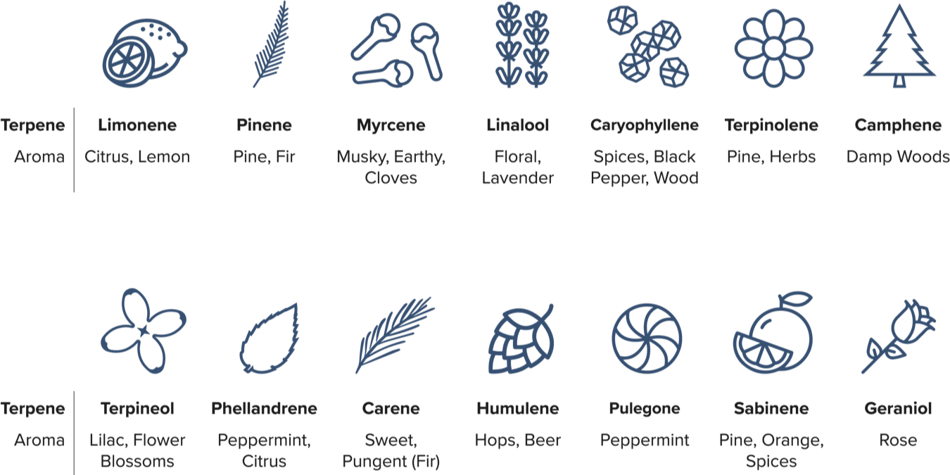 types of odor-causing terpenes in cannabis