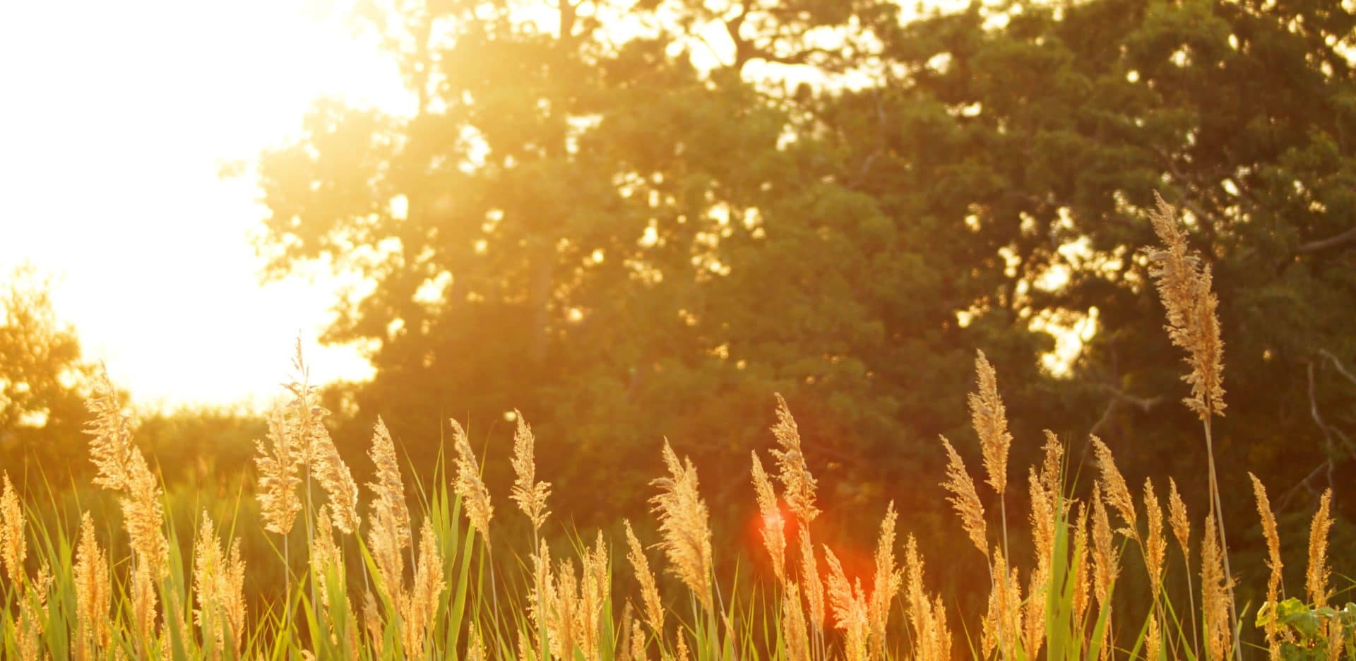 sunny field