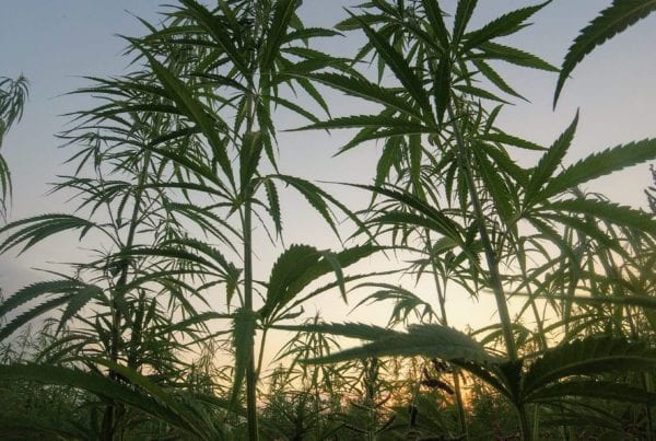 marijuana plants produce powerful odors